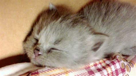 Munchkin Baby Kittens Lullaby 5 Scottish Fold Cute Kittens Sleeping