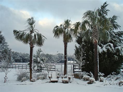 Snowflakes On Palm Trees Finegardening