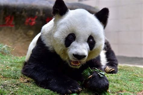 Worlds Oldest Captive Panda Dies At 37 Live Science