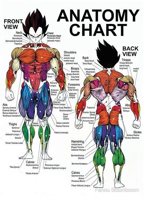 Women Muscular Diagram
