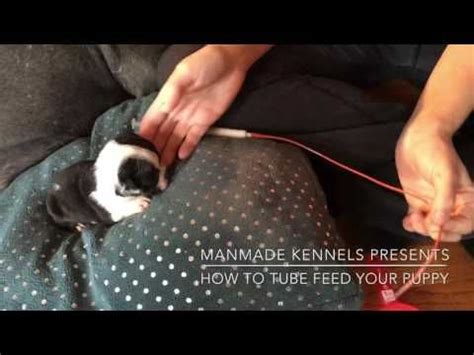 Discover the magic of the internet at imgur, a community powered entertainment destination. How to Save a Fading Newborn Puppy. For the best chances ...