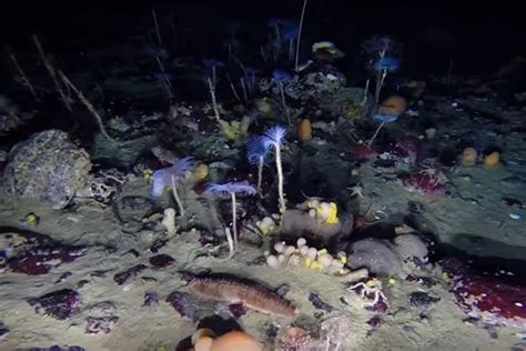 Incredible Rare Footage Of Marine Life Beneath The Antarctic Ice Sea
