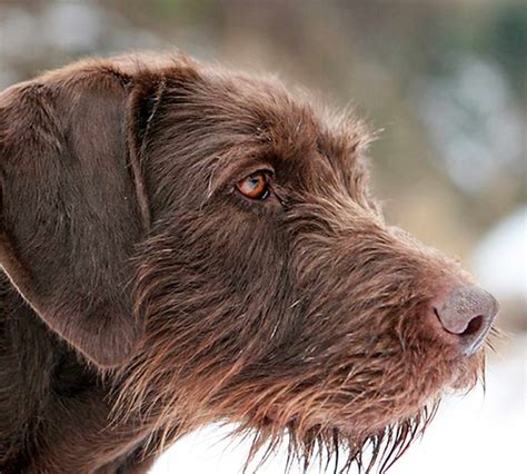 Pudelpointer Dog Breed Information And Characteristics