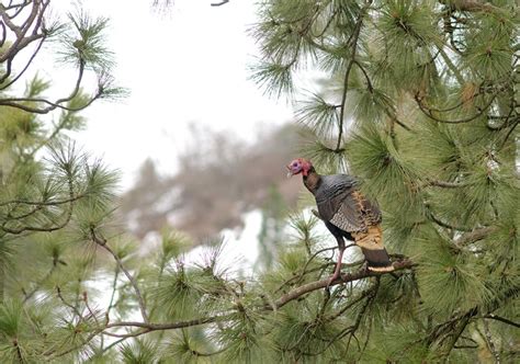 What Time Of The Day Do Turkeys Roost Behavior And Factors Explored