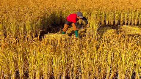 Harvesting Rice Field Harvesting Picture And Hd Photos Free Download