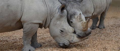 A Rhino Sized Introduction For Jamila And Inkosi Auckland Zoo News