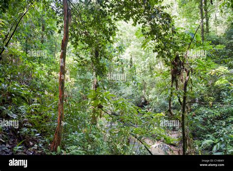 Amazon Rainforest Brazil South America Stock Photo Alamy