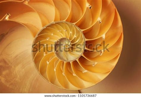 Inside Nautilus Shell Showing Spiral Stock Photo Edit Now 1105736687