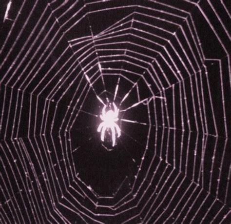 ︎𝗄𝗈𝗈𝖼𝗈𝗋𝖾 ︎ Aesthetic Purple Aesthetic Spider