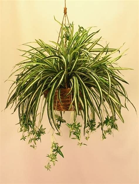 Spider Plant Outdoors And Gardening Exteriores Y Jardines Ideales