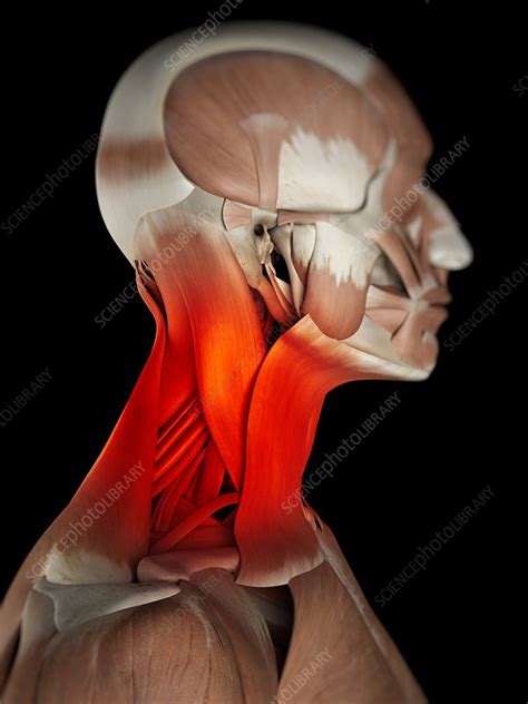 Human Neck Muscles Artwork Stock Image F009 4103 Science Photo