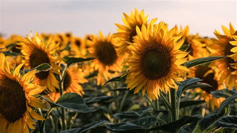 Download Flower Nature Sunflower 4k Ultra Hd Wallpaper