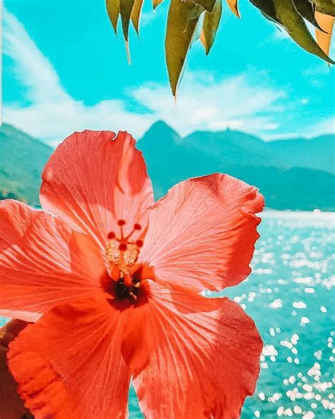 Pin By Brook Riversong On Hawaii Summer Wallpaper Cute Tumblr