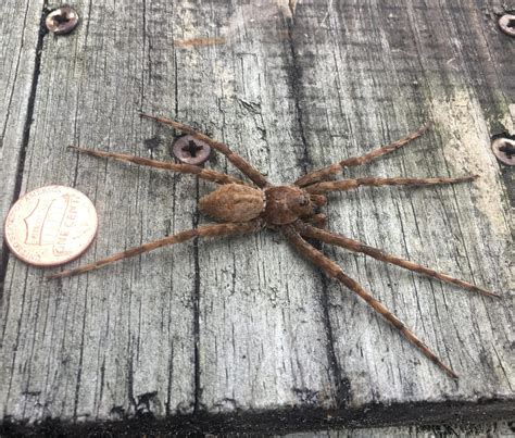 Dolomedes Albineus White Banded Fishing Spider In Newport North