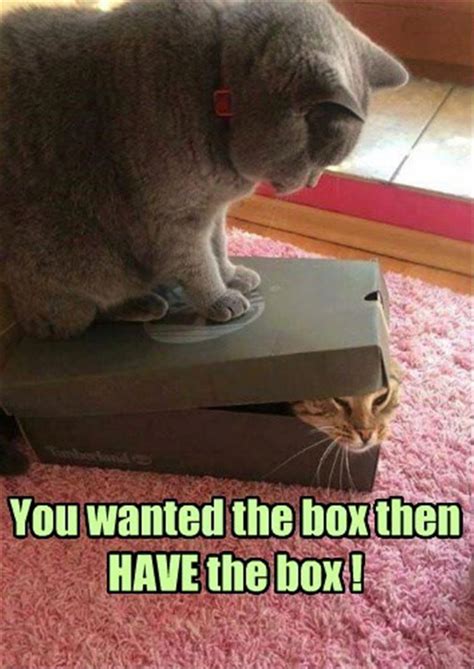 Funny Animal Picture Dump Of The Day 23 Pics