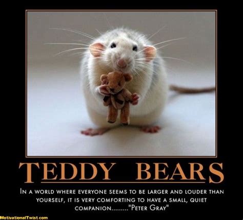 Motivational Teddy Bears Teddy Bear Quotes Teddy Bear