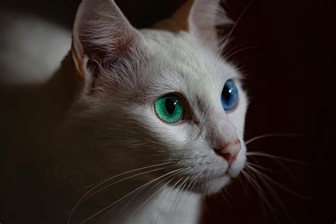 Selective Focus Close Up Photo Of White Cat With Blue And Green Eyes