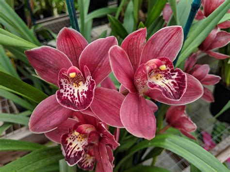 Anyone Grow Cymbidiums R Orchids