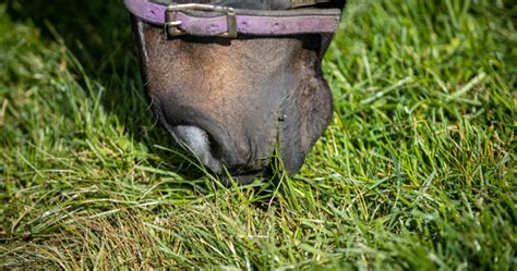 Inflammatory Bowel Disease In Horses Rethinking The Use Of