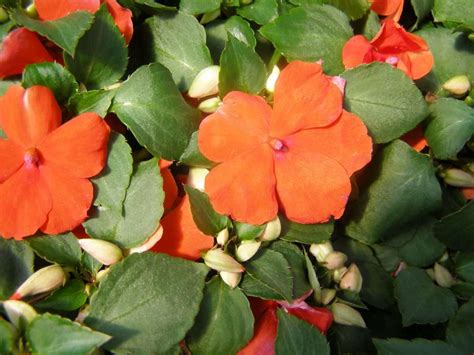 Dazzler Deep Orange Impatiens