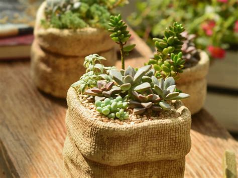 Tips For Growing Succulents Indoors World Of Succulents