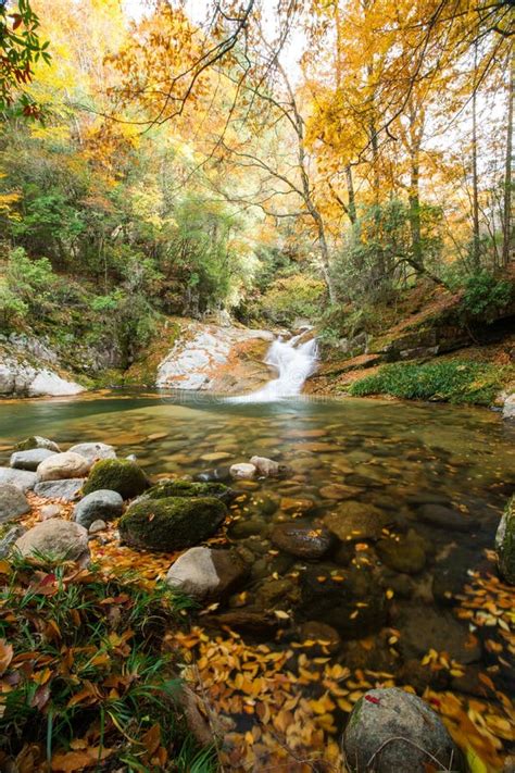 Autumnforest And Stream Stock Image Image Of Hill Blurred 36110487