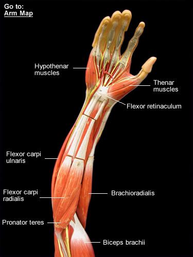 Arm muscles diagrams diagram link human muscle anatomy arm muscle anatomy arm anatomy. Forearm/Hand