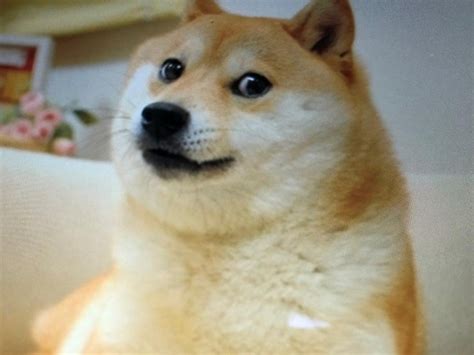 Doge price is up 2.9% in the last 24 hours. Dogecoin price: How the Reddit GameStop frenzy inflated ...