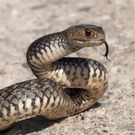 Are Snakes Amphibians Petrapedia