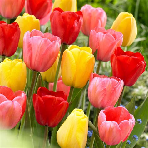 Flower Bulbs Tulip Darwin Hybrid Assorted 30 Bulbs Walmart Canada