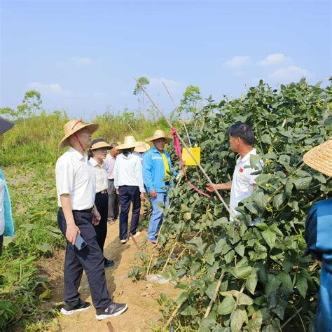 自治区农产品质量安全监管处张庆军处长到崇左市开展豇豆农药残留攻坚治理检查工作崇左广西壮族自治区农业农村厅