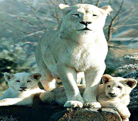 Albino Lion Cubs White Lion Cubs Albino Hd Wallpaper Peakpx