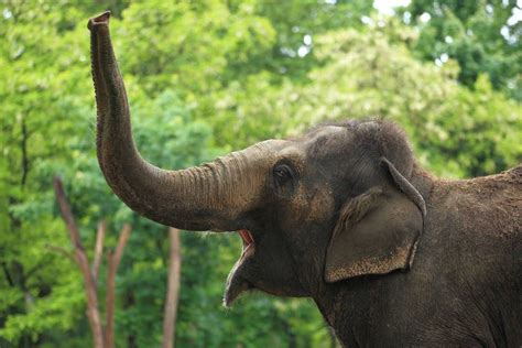 Asian Elephants Highly Intelligent Caretakers Of The Southeast Jungles