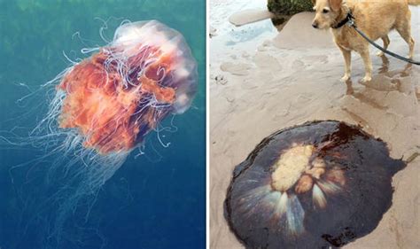 They can vary greatly in size: UK JELLYFISH WARNING: Lion's Mane jellyfish hit Blackpool and Weymouth | UK | News | Express.co.uk