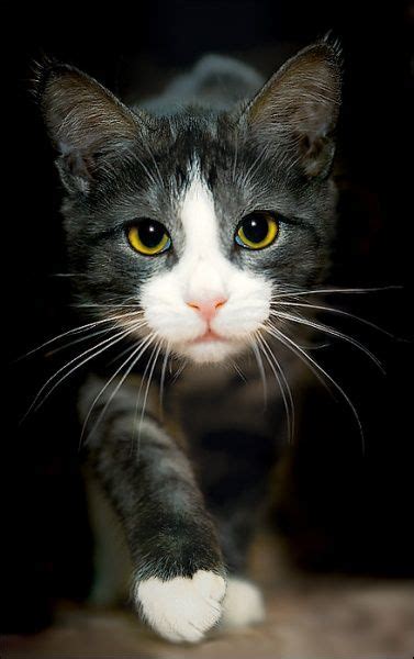 All About Tuxedo Cats Facts Personality And Behavior