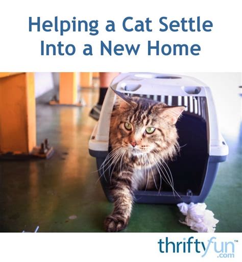 Helping A Cat Settle Into A New Home Thriftyfun