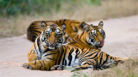 Night Safari In Bandhavgarh National Park Timing Online Booking Info