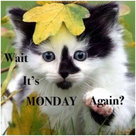 Pin By Mari R On Monday Through Friday ️ ️ Monday Again Monday Animals