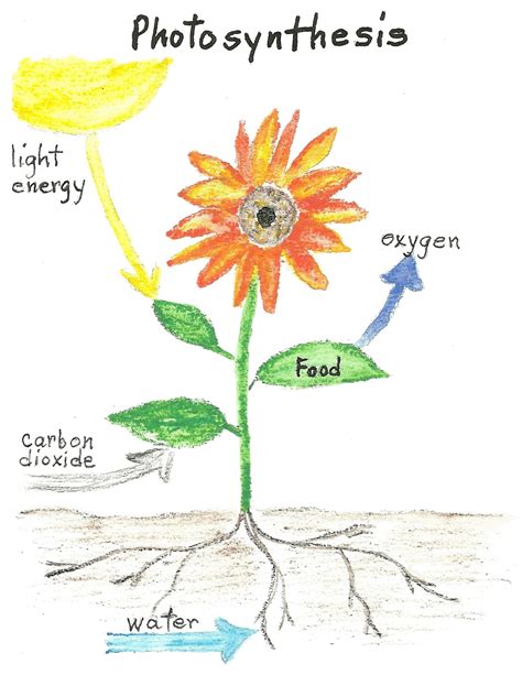 Maybe you would like to learn more about one of these? Plant Food - Photosynthesis - Jake's Nature Blog
