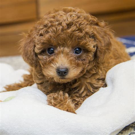 The search tool above returns a list of breeders located nearest to the zip or postal code. Poodle Puppies For Sale In Florida From Vetted Breeders