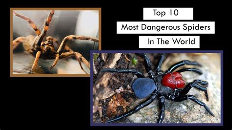 Top 10 Most Dangerous Spiders In The World Best Toppers