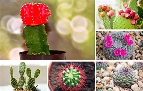 23 Of My Favorite Indoor Cactus Plants And Types Photos Indoor