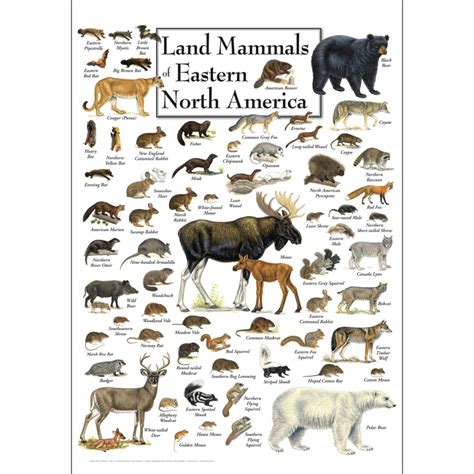 Land Mammals Of Eastern North America Poster Earth Sky Water