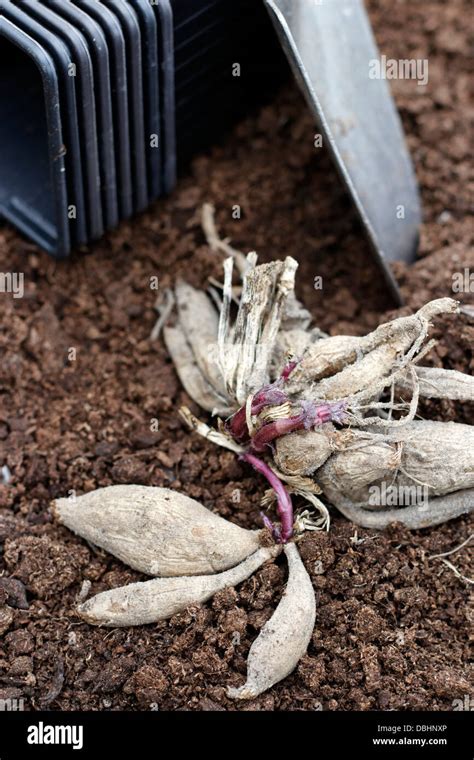 Dahlia Tubers On Potting Compost Stock Photo Alamy