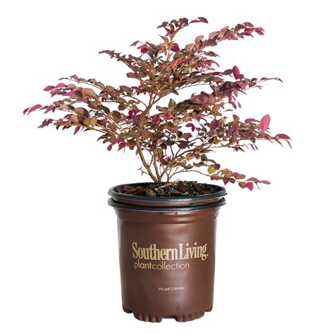 Southern Living Plant Collection 25 Qt Purple Daydream Dwarf