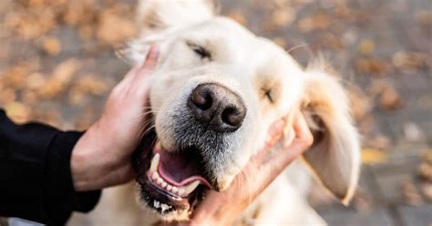 The Scientific Benefits Of Petting Cats And Dogs