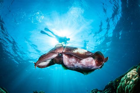 Top 148 Australian Ocean Animals