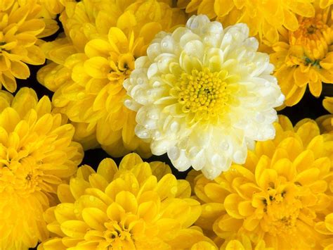 Chrysanthemum Wallpapers Wallpaper Cave