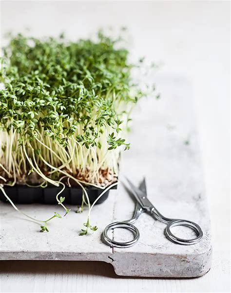 How To Grow Microgreens At Home Purewow Small Gardens Outdoor