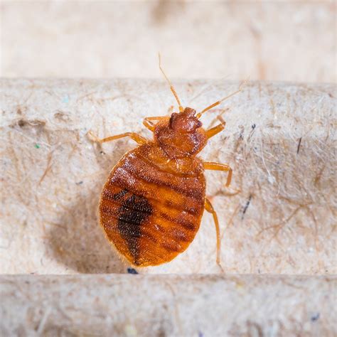 Bed Bugs Terminate Control New York